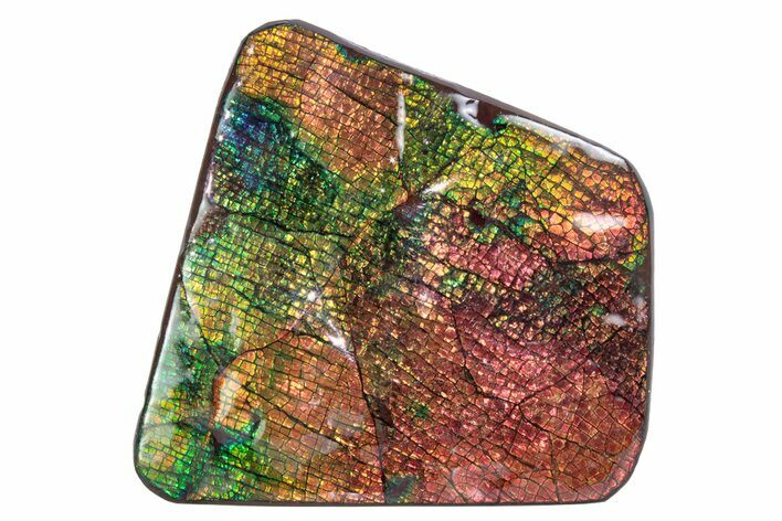 Flashy Ammolite (Fossil Ammonite Shell) - Greens & Reds #378489